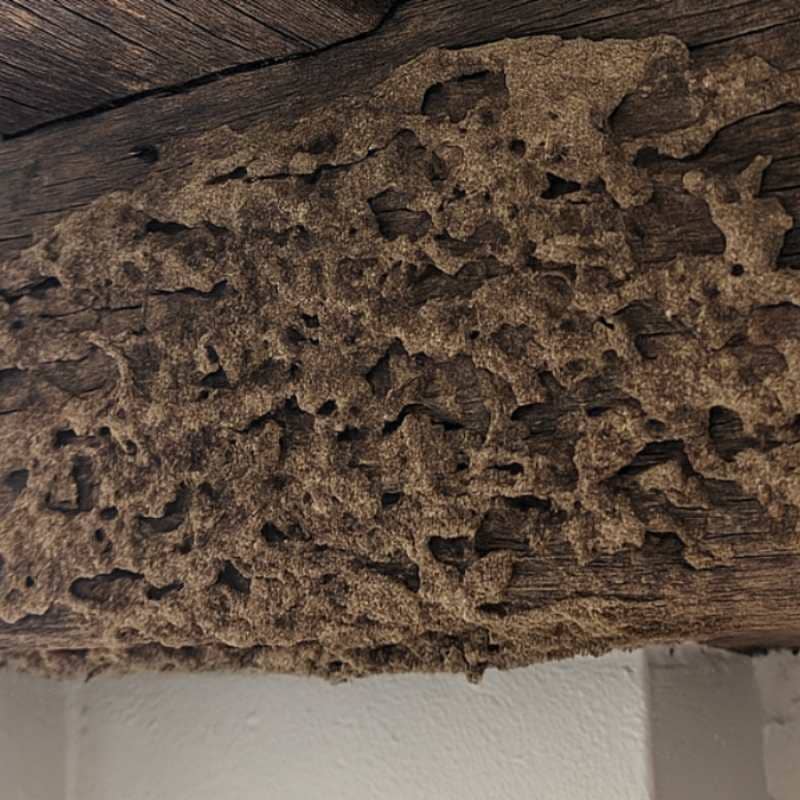 Poutre recouverte de cordonnets de boue construits par les termites